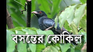 বসন্তের কোকিল পাখির ডাক | Cuckoo Bird Singing