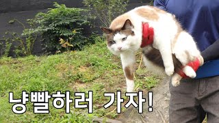 9마리 고양이 단체 냥빨 | 이불 빨래 | 진드기 박멸