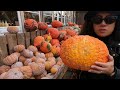 the biggest pumpkin in kremmen... kürbisfest in deutschland pumpkin festival in germany kürbis