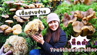 Ep.8 เก็บเห็ดดำ (trattkantareller) เจอเห็ดสาหร่ายครั้งแรกในป่าสวีเดน 🇸🇪