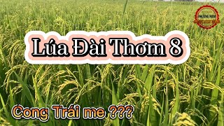 Lúa Đài Thơm 8 - cong trái me