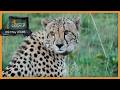 Saturday Caturday - SafariLIVE Catch Up, 09 May 2026