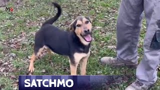 Mentor4dogs- SATCHMO