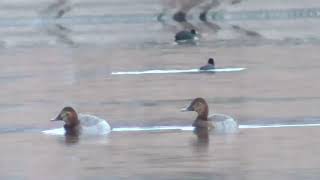 S0151　Oita River　Grooming on the water　Common Pochard　Female