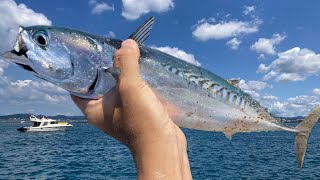 カツオがワームで無限に釣れるんだけどwww in 千葉