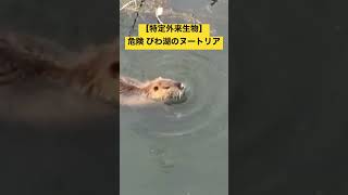 【特定外来生物】危険 びわ湖のヌートリア😵‼️ ⚠️#shorts【野生の生き物動画】