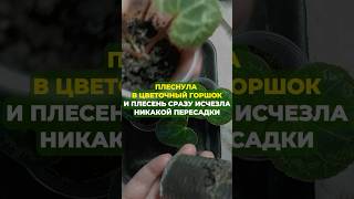 Плеснула в цветочный горшок и плесень сразу исчезла ,никакой пересадки#цветы#сад