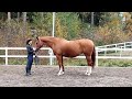 groundwork exercises to improve your horse s balance mobility suppleness and proprioception