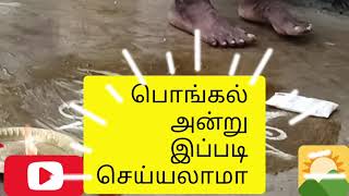 பொங்கல் அன்று இப்படி செய்யலாமா?🌞💥🙏🤣🥰\