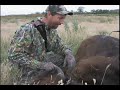 traditional buffalo hunting with a spear