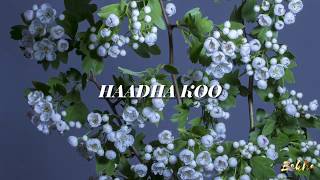 NIGUSUU TAAMMIRAAT - HAADHA KOO - Lyrics