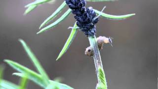 Hoverfly larva eating an aphid