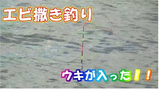 【遠矢ウキ】ウキが沈む瞬間を集めました。