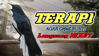 KACER APASAJA CEPAT BUNYI LANGSUNG NYAUT, DENGAN SUARA KACER NGEPLONG INI !!