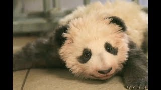 Yuan Meng, First Panda Cub Born in France, Sends Spring Festival Wishes