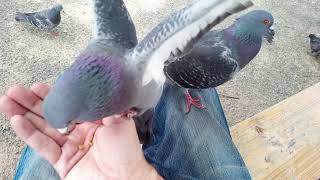 人になつく、可愛い手乗り鳩（A cute hand-held pigeon that is fond of people）