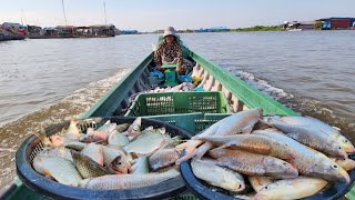 ទន្លេសាប ថ្ងៃនេះ សម្បូរត្រីច្រកែងនិងត្រីឆ្កោកល្អៗ || Freshwater Fish Market KH [Ep. 526]