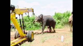 Elephant   🐘   Rescue in Ramanagara | karnataka | Animals | #india #karnataka #animals