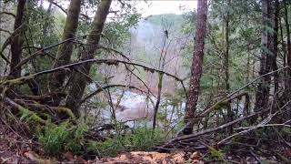 Bigfoot search up Siskiyou Forks Jan 2nd 2025