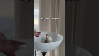 The happy dance sends me #birds #funnyanimals #pets #petsvlog #funnypets #lovebird #lol