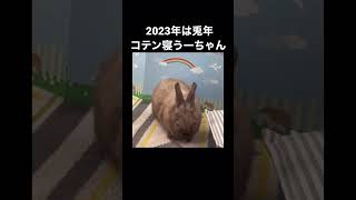 2023年は全うさぎさんが輝く年ですね#ミニウサギ #うさぎ #bunny #バタン寝 #コテン寝