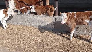 simmental buzoqchalar