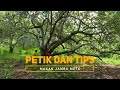 Petik Dan Tips Makan jambu Mete | SI BOLANG