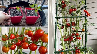 Growing Cherry Tomatoes in a Container on my Balcony | BALCONY GARDEN