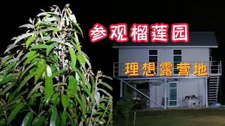 夜观榴莲园 / #榴槤园 里睡睡也不错吧! / A Walk in Durian Farm / How Would You Like Sleeping In Durian Farm / #早安叔公