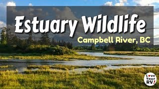 Campbell River Estuary Wildlife Montage - Vancouver Island, BC