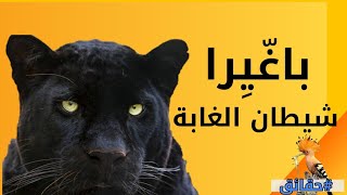 النمر الأسود| حقائق عن شيطان الغابة...