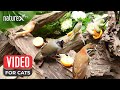 Bird video for cats to watch 🦜 Relaxing Forest Bird Sounds for Your Cat to Enjoy