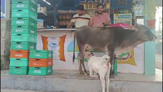 ನಂದಿನ ಡೈರಿ ಬಳಿಯೇ ಬಂದು ಕರುವಿಗೆ ಹಾಲು ಕುಡಿಸಿದ ಹಸು