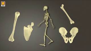 Skeletal System Joint (Punjabi) | ਪਿੰਜਰ ਪ੍ਰਣਾਲੀ ਜੋੜ