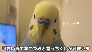 #128 更に喋り方が可愛くなってるちくわ セキセイインコ 2歳 男の子