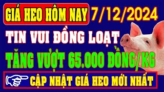 Giá heo hơi ngày 7/12/2024 - TĂNG GIÁ ĐỒNG LOẠT, SẮP VƯỢT MỐC 65.000 ĐỒNG/KG