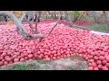 kandahar s pomegranates