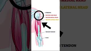 The Triceps Muscle - Explained