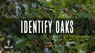 How To Identify Oak Trees