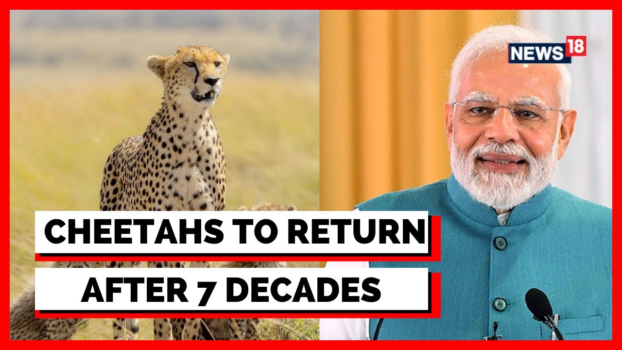 Cheetah In India | Eight Cheetahs To Be Released By PM Modi In Kuno ...