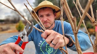 Late Winter Pruning: The Ultimate Guide You Can’t Miss!