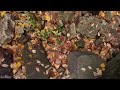 relaxing autumn november beautiful new england fall foligae🍁great relaxing music ~ cozy autumn vibe