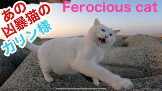 あの凶暴猫のカリン様 久々の強烈な猫パンチ喰らいました Ferocious cat