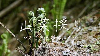 Cinematic mountain vegetables | 田舎暮らし　こごみを求め山へ