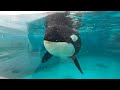 お魚くれるの？　ルーナちゃん【2022年6月23日】orcas at kamogawa sea world in japan