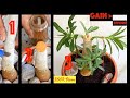 Get more BRANCHES and thicker CAUDEX in Adenium obesum (Desert Rose) || Tips, Hacks, Care & Training