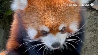 【Red Panda】かわいすぎるもぐもぐレッサーパンダ🤍 Love Red panda 🤍  #redpanda #lesserpanda #レッサーパンダ #小熊猫 #かわいい