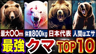 【最強生物】世界で最も強いクマ完全版…!!最強ランキングTOP10!!【ゆっくり解説】