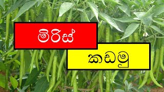 මීට දින 45කට පෙර සිදුකළ 100% කාබනික මිරිස් වගාවේ සිතාගත නොහැකි අස්වැන්න | Miris Wagawa