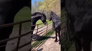 Best Wild Horses Mare Compilation of some Wild Horse Fights Video #654